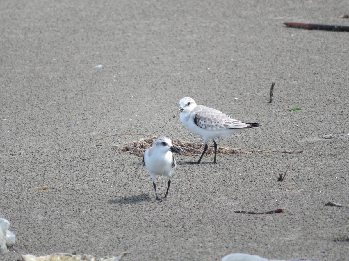 Sanderling - maicol gonzalez guzman