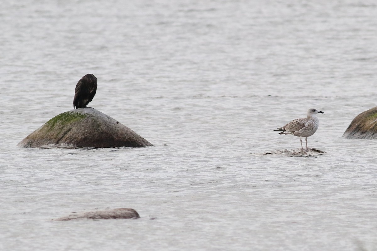 Caspian Gull - ML610834598