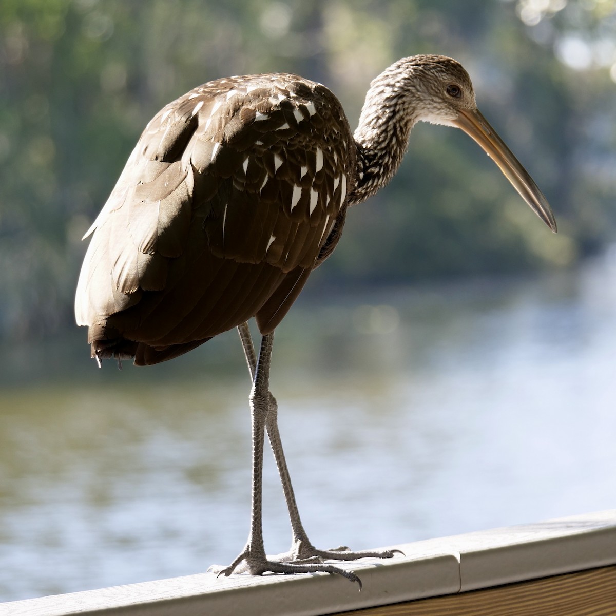 Limpkin - ML610834775