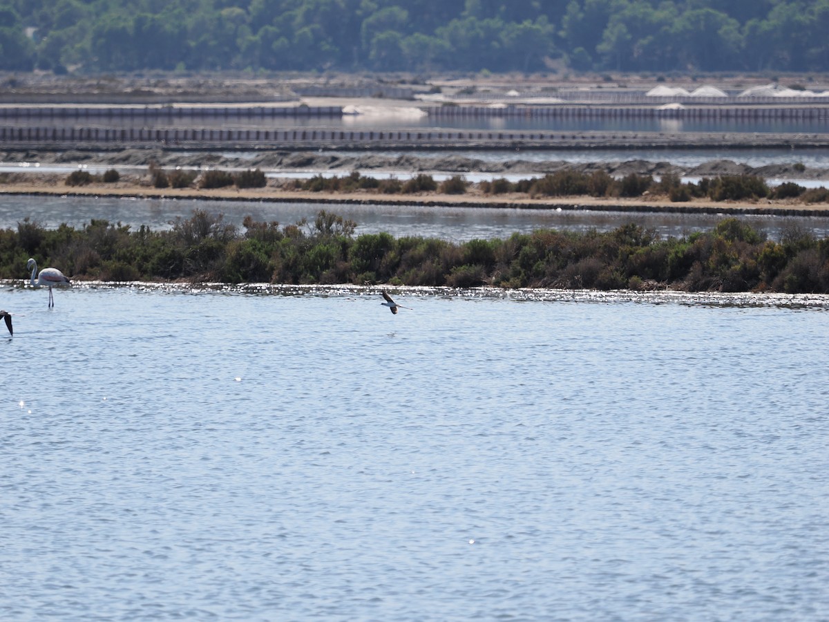 Black-winged Stilt - ML610834881