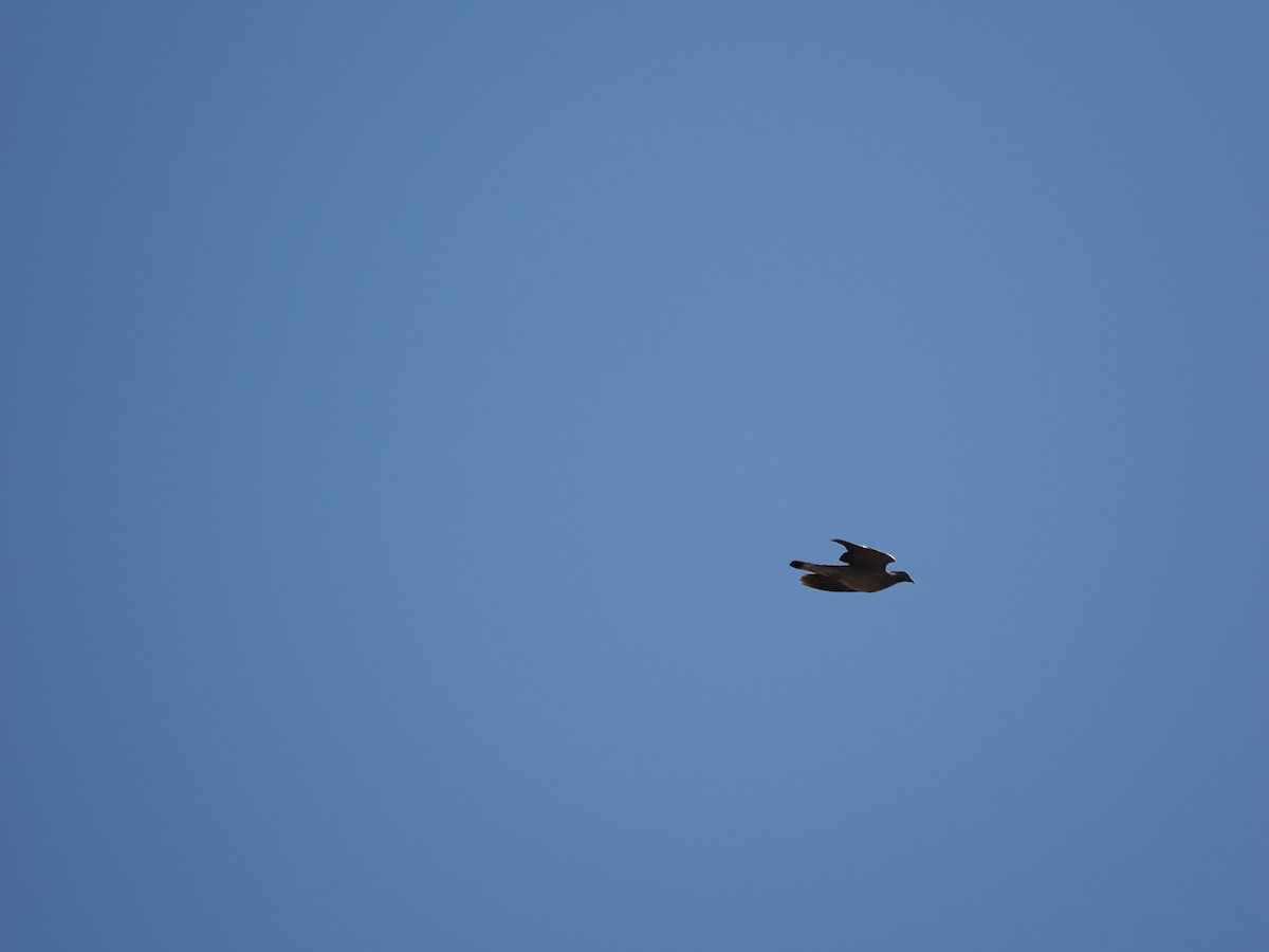 Common Wood-Pigeon - ML610834888