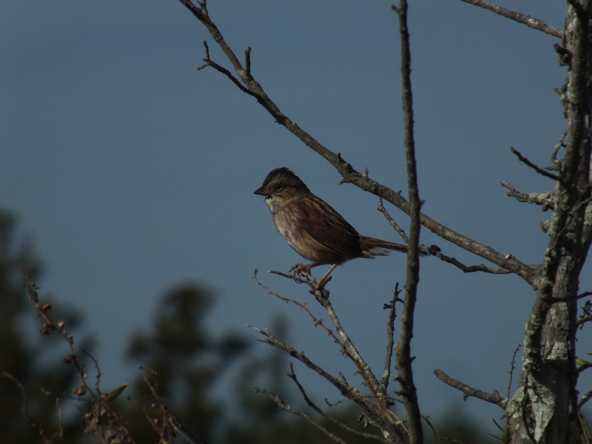 Swamp Sparrow - ML610834911