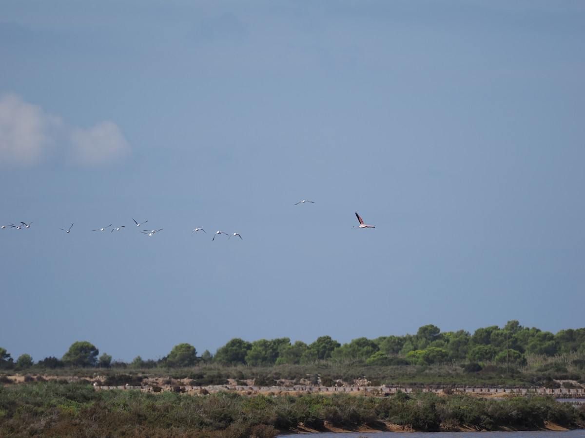 Greater Flamingo - ML610834925