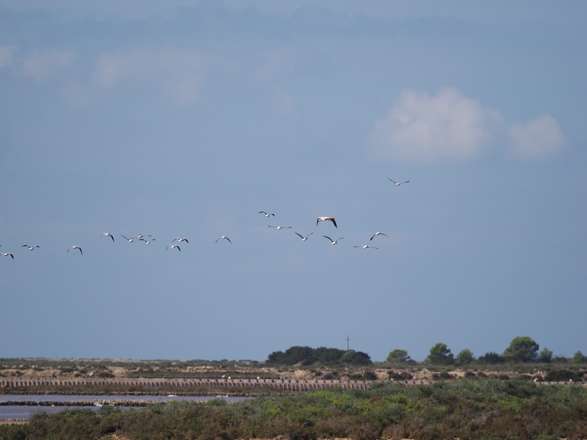 Greater Flamingo - ML610834926