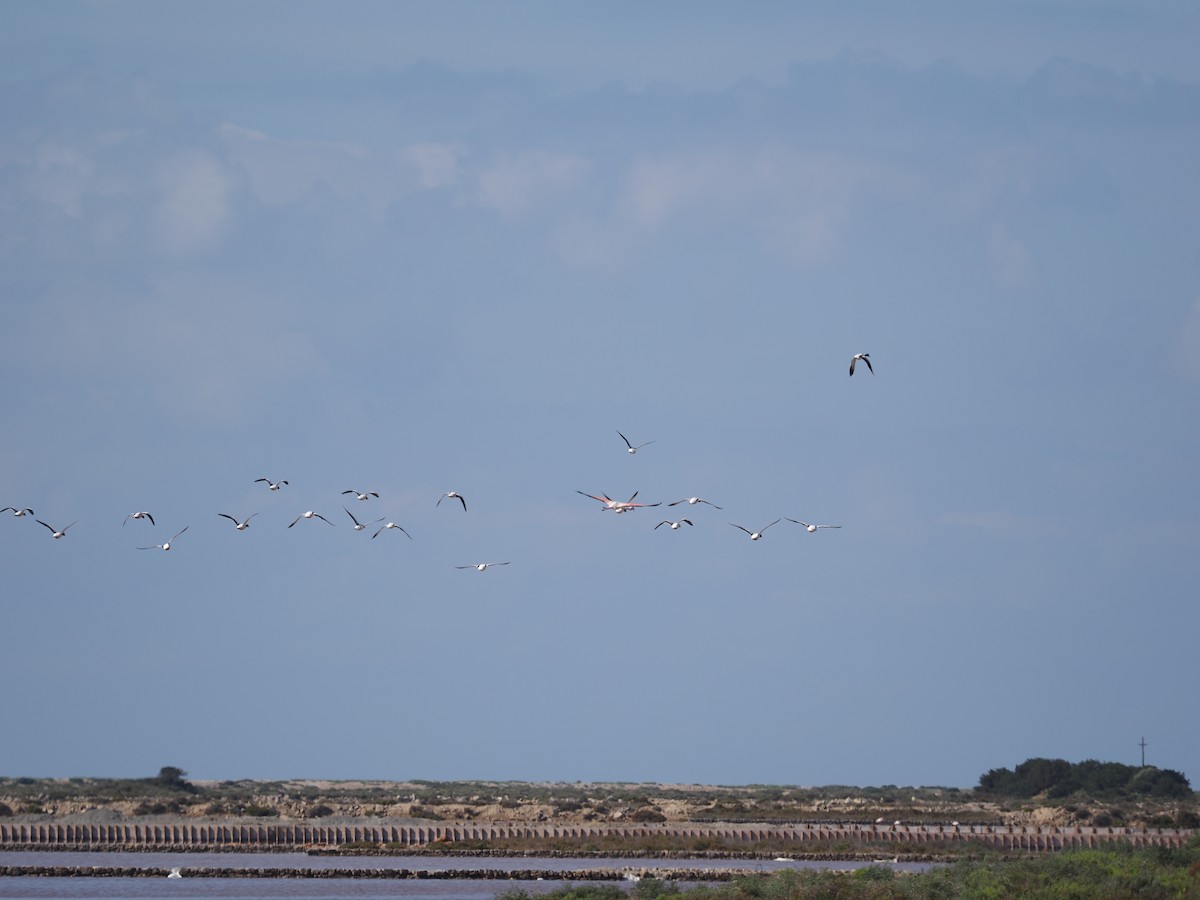 Greater Flamingo - ML610834928