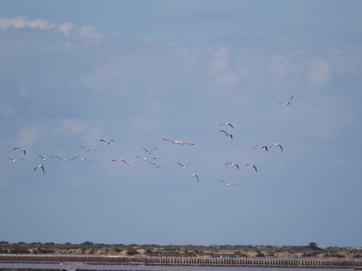 Greater Flamingo - ML610834930