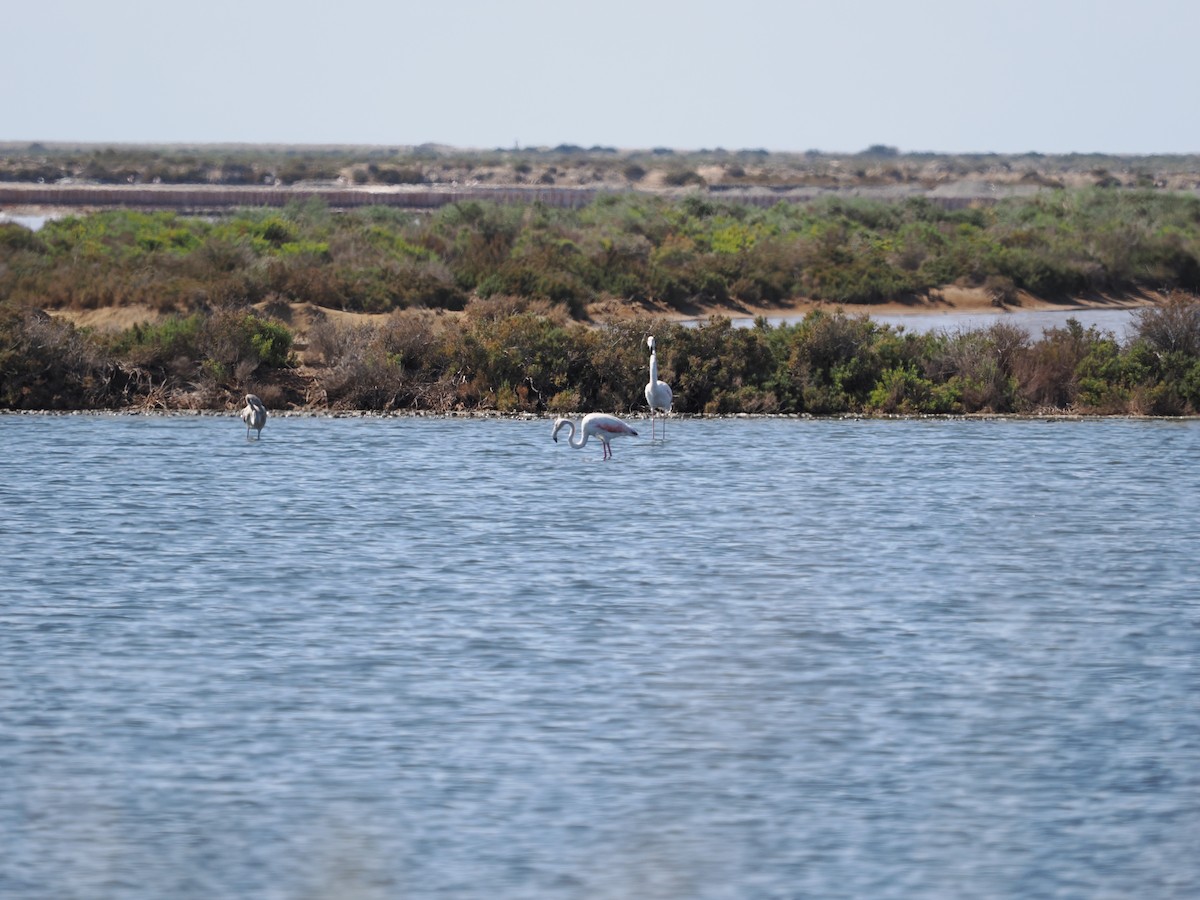 Greater Flamingo - ML610834940