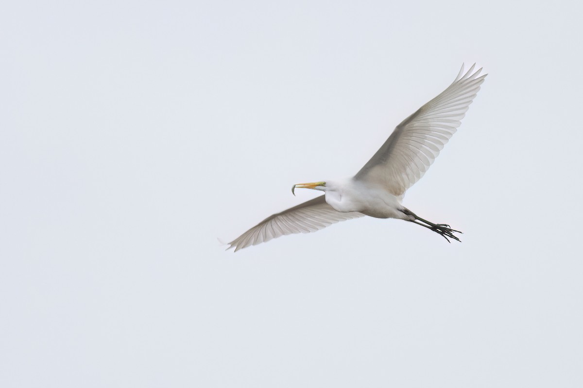 Great Egret - ML610834942