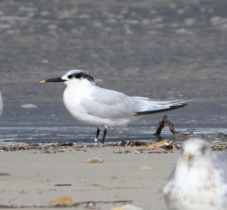Sandwich Tern - ML610835200