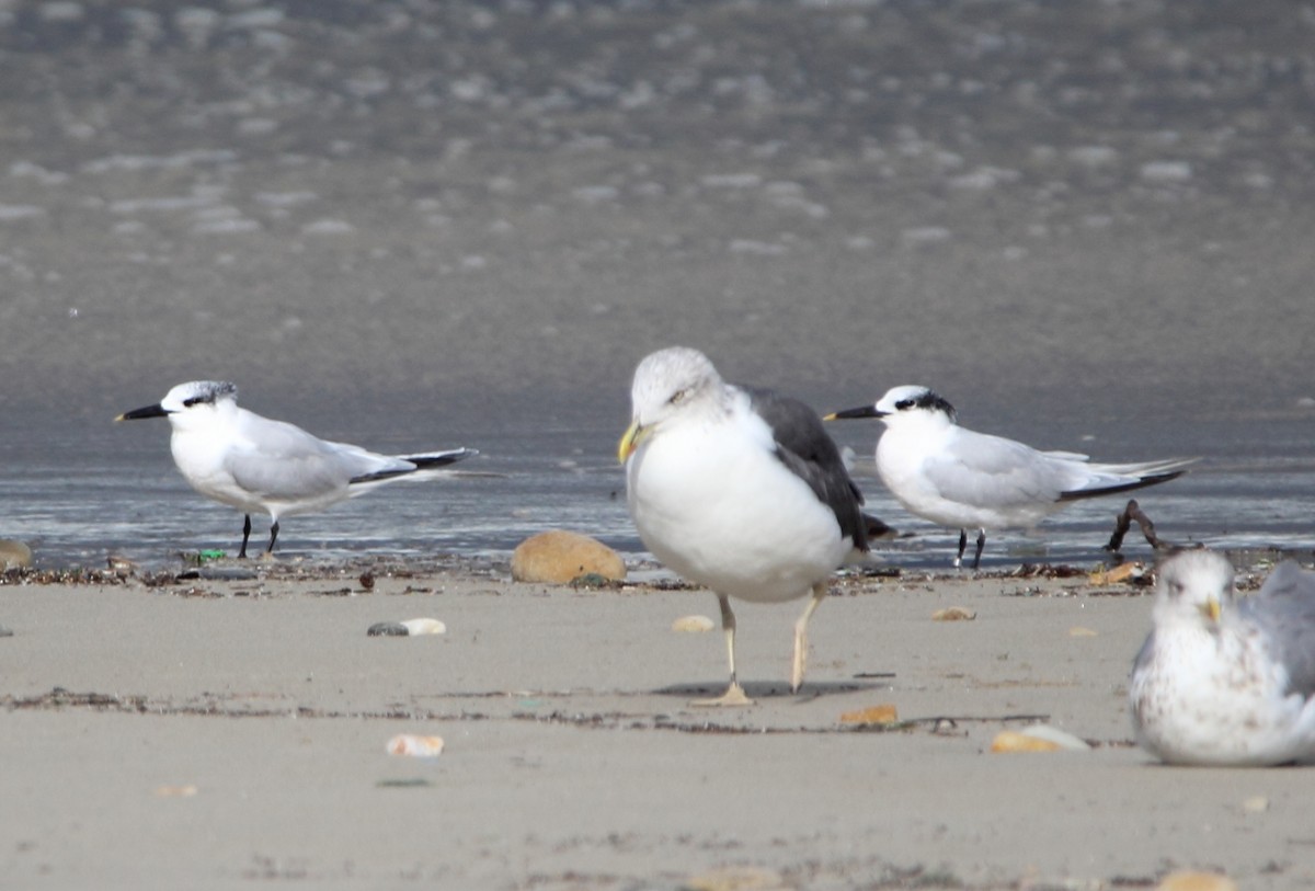 Sandwich Tern - ML610835201
