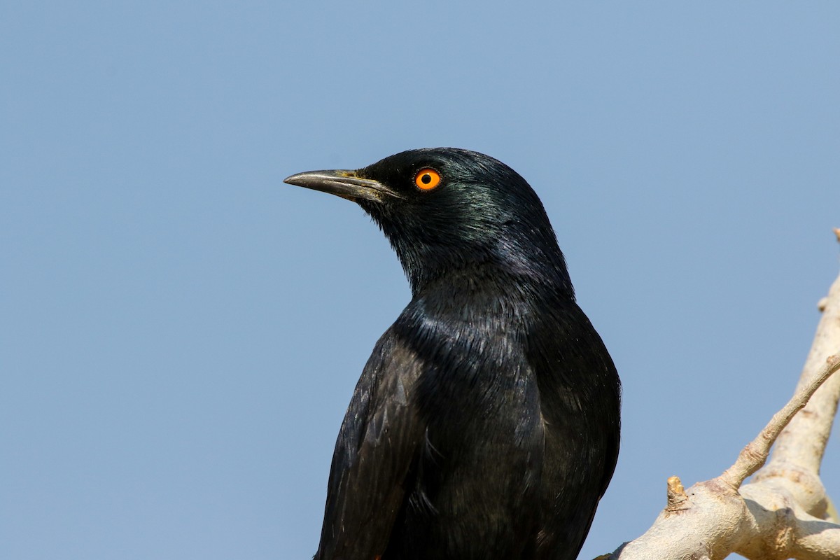Pale-winged Starling - Lexi Quarles