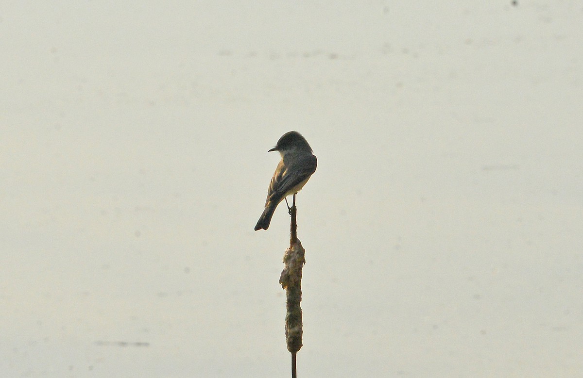 Eastern Phoebe - ML610835255