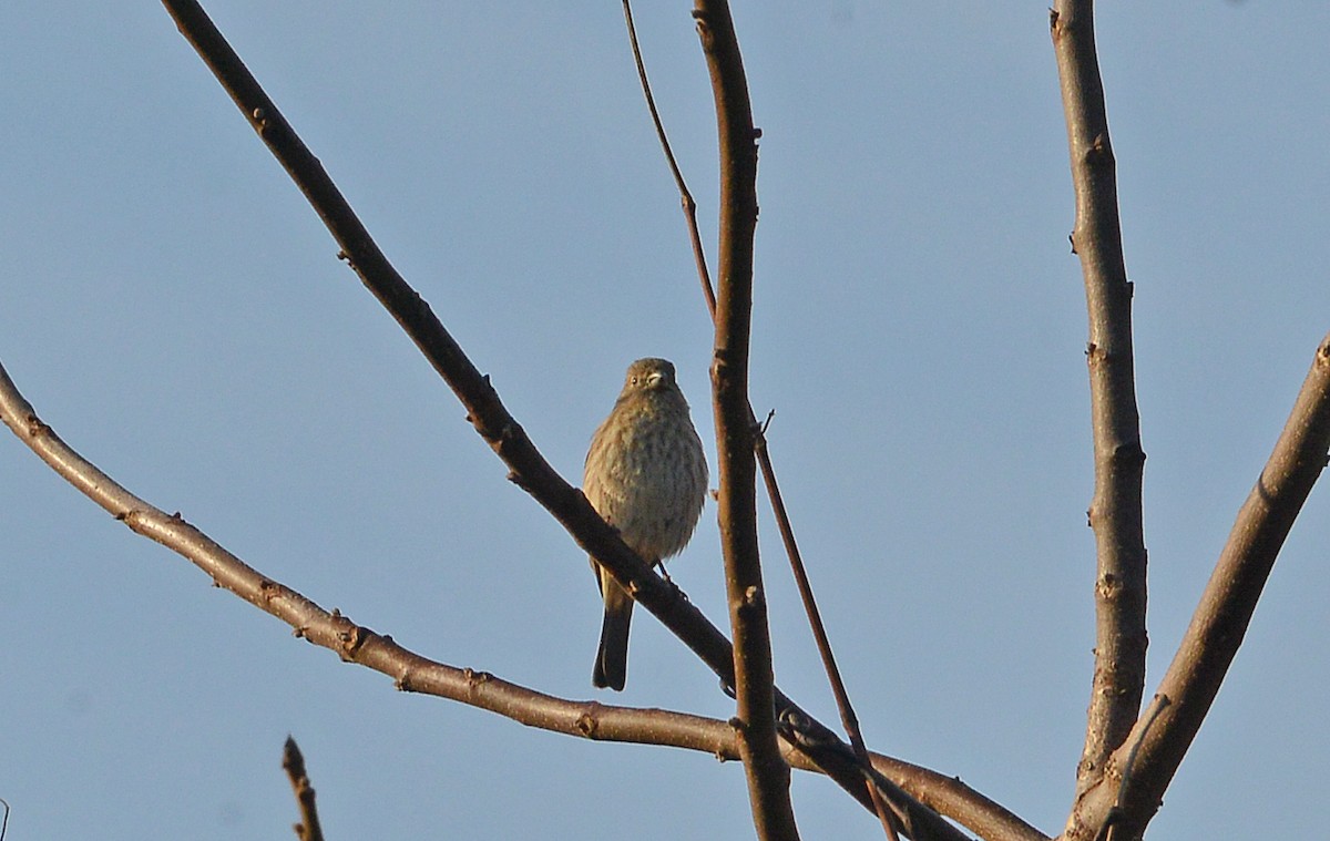 House Finch - ML610835303