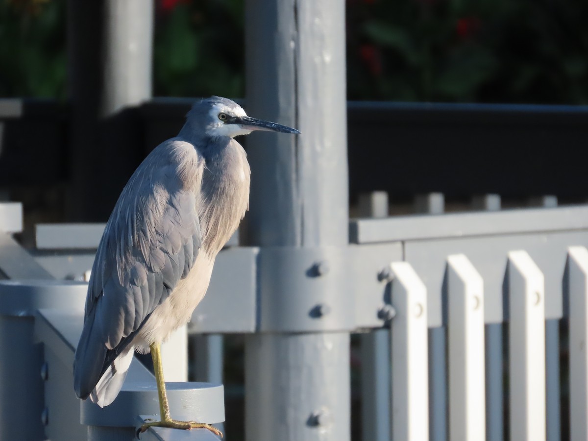 White-faced Heron - Stuart Ling