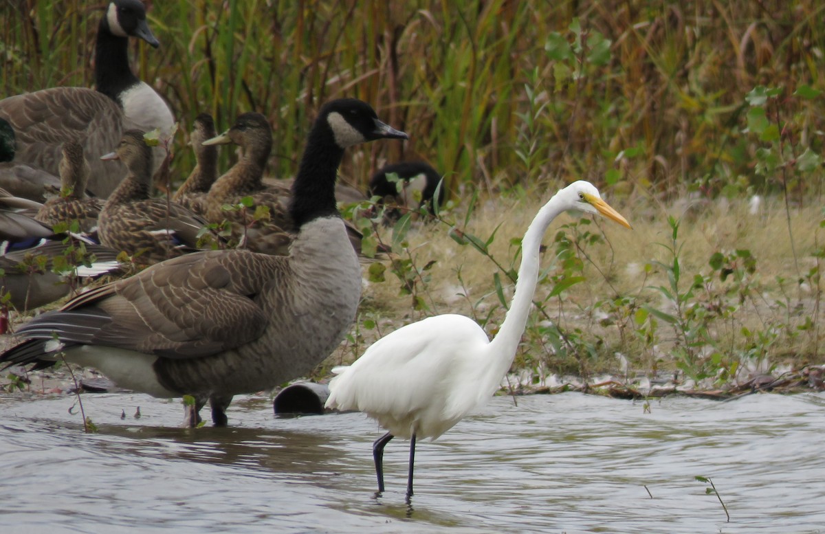 Great Egret - ML610835419