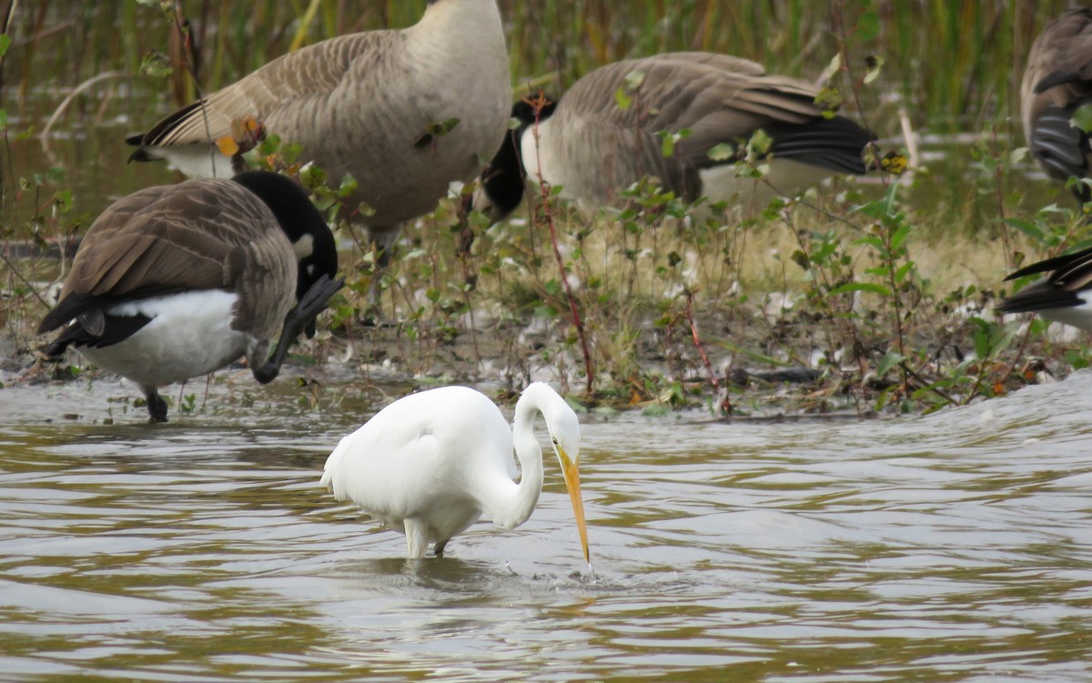 Great Egret - Janet McCullough