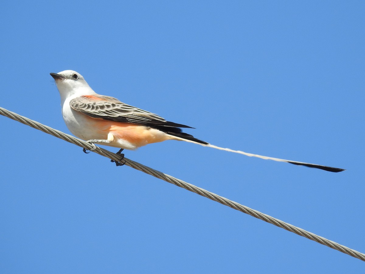 Scissor-tailed Flycatcher - ML610835512