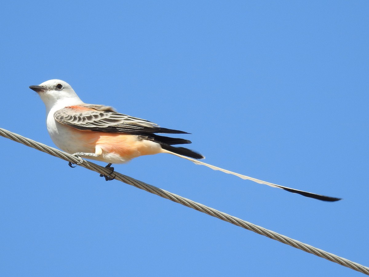 Scissor-tailed Flycatcher - Roger Massey