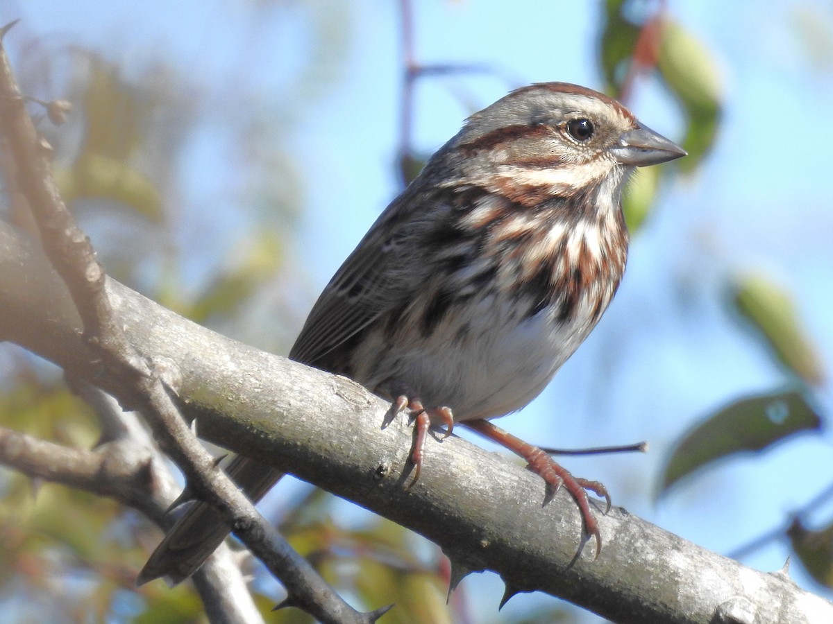 Song Sparrow - ML610835545