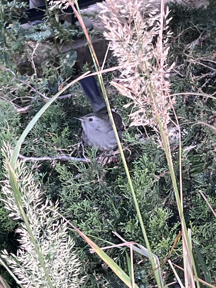 Gray Catbird - ML610835550