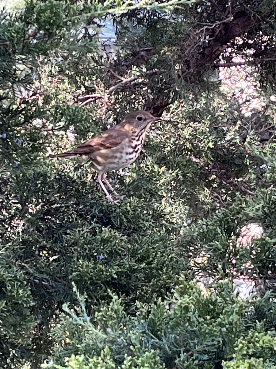 Hermit Thrush - ML610835591