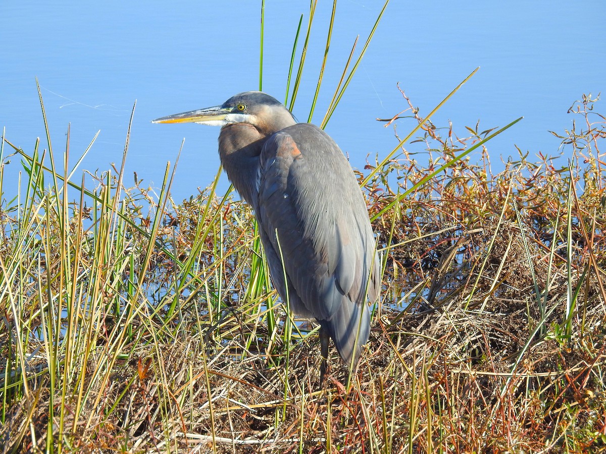 Great Blue Heron - ML610835627