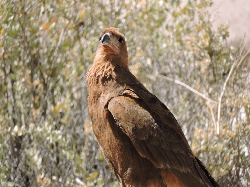 Mountain Caracara - ML610835706