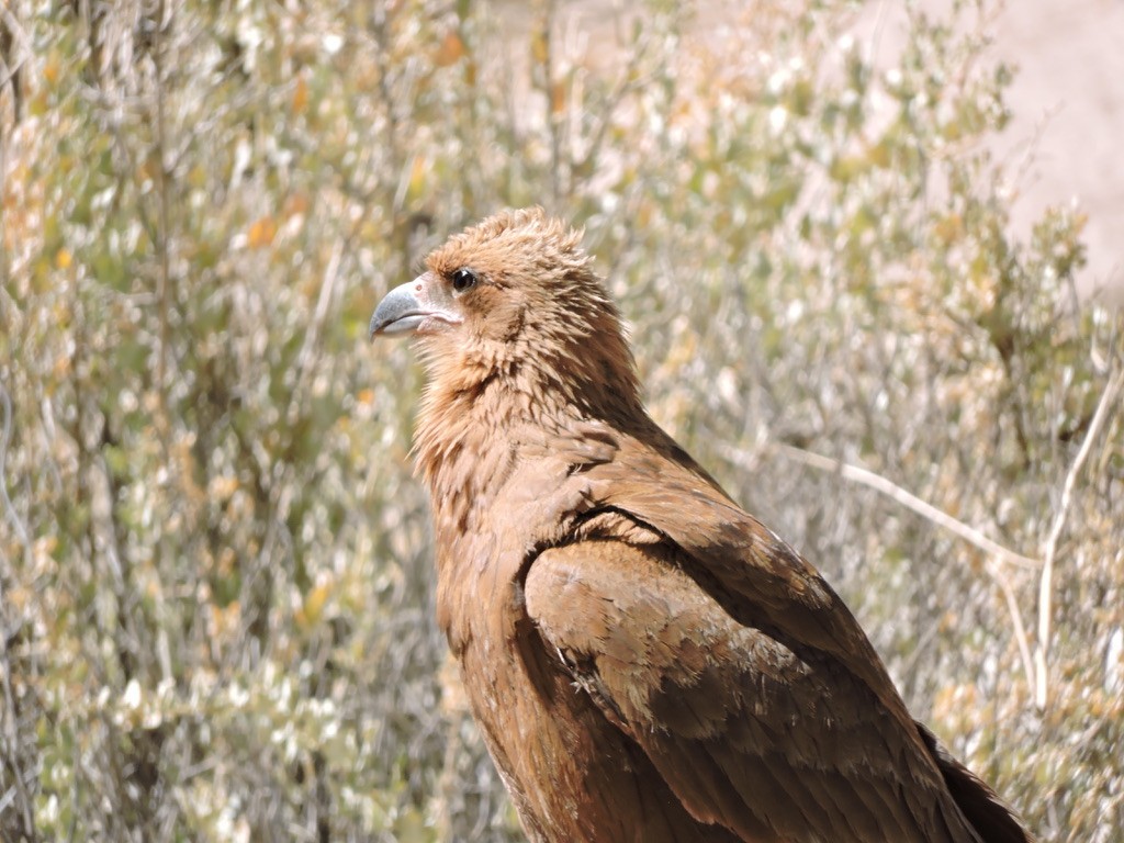 Mountain Caracara - ML610835707