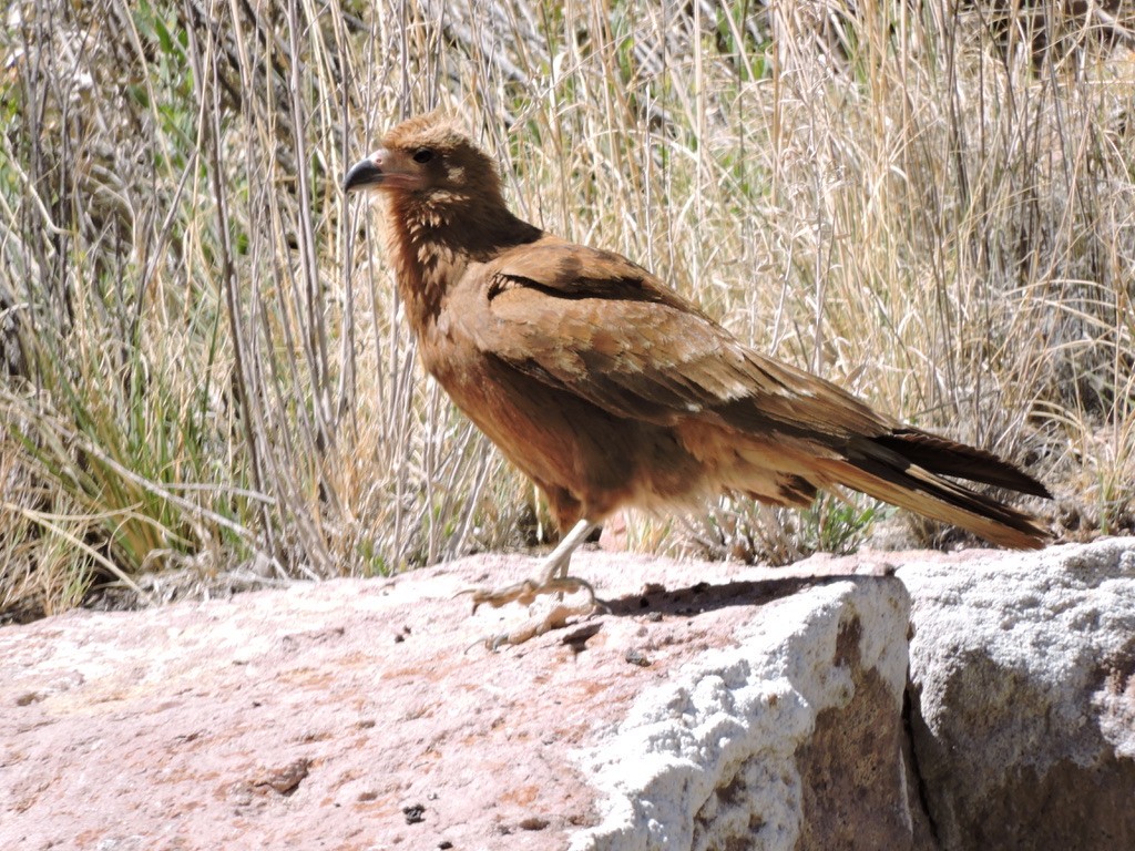 Mountain Caracara - ML610835710