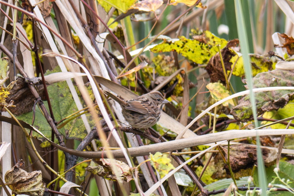 Song Sparrow - ML610835760