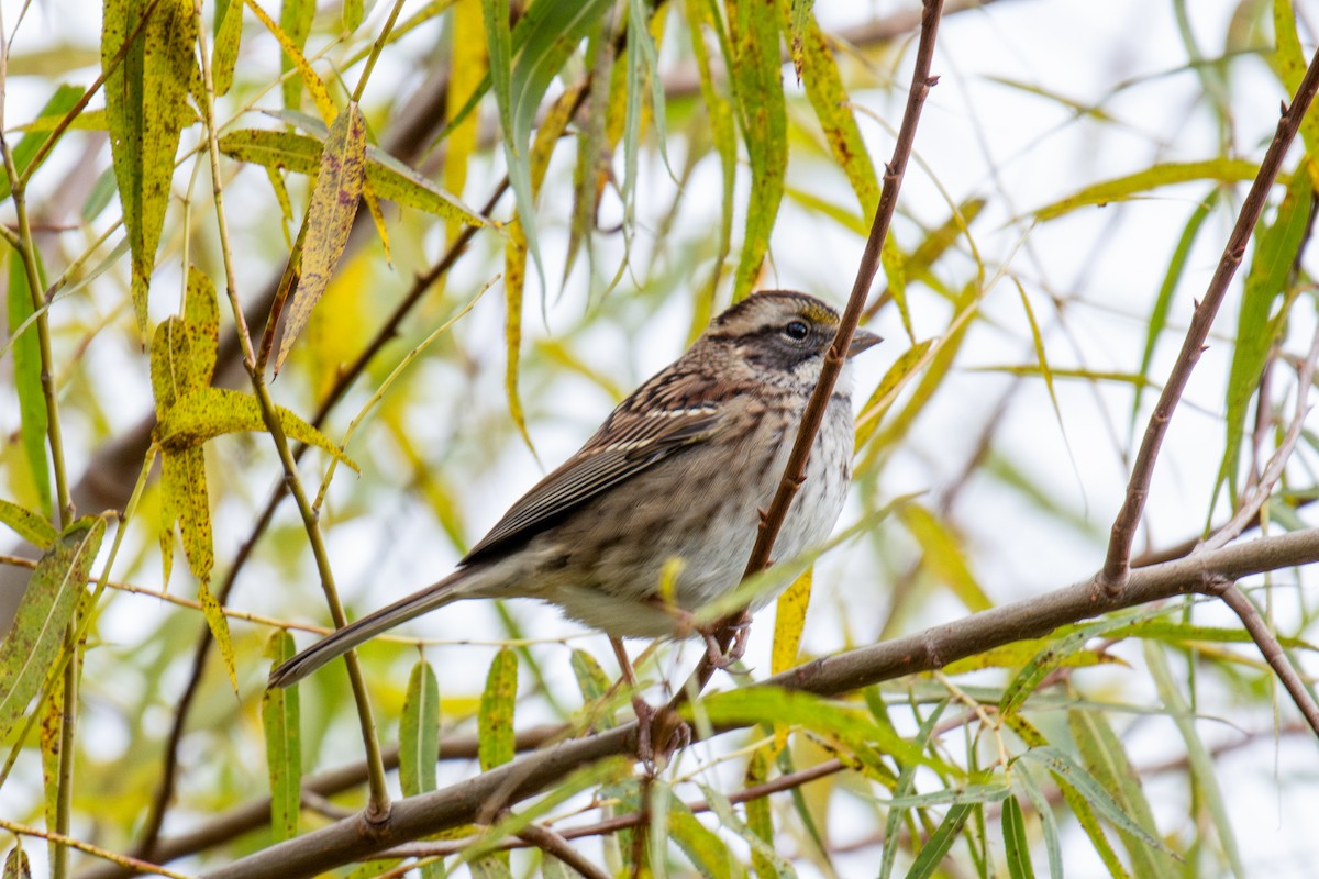 White-throated Sparrow - ML610835772