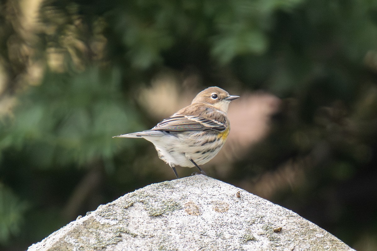 Yellow-rumped Warbler - ML610835784