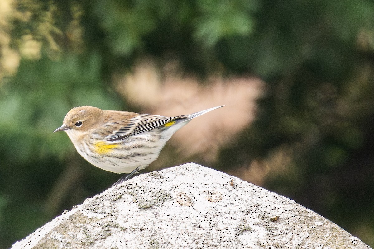 Yellow-rumped Warbler - ML610835788