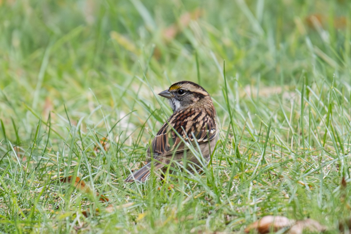 White-throated Sparrow - ML610835819