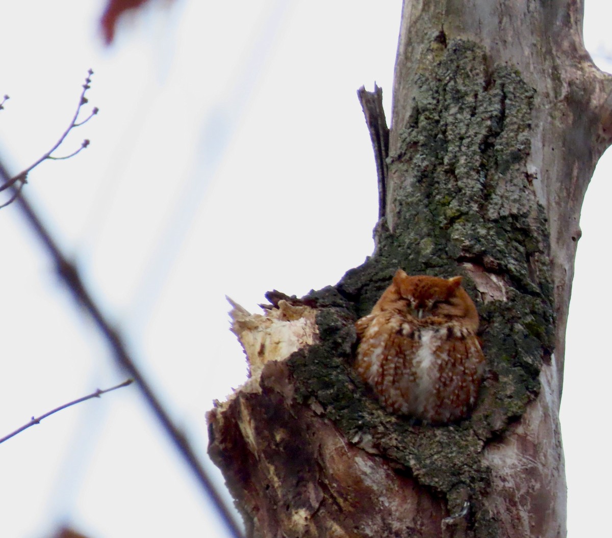 Eastern Screech-Owl - Thomas Riley