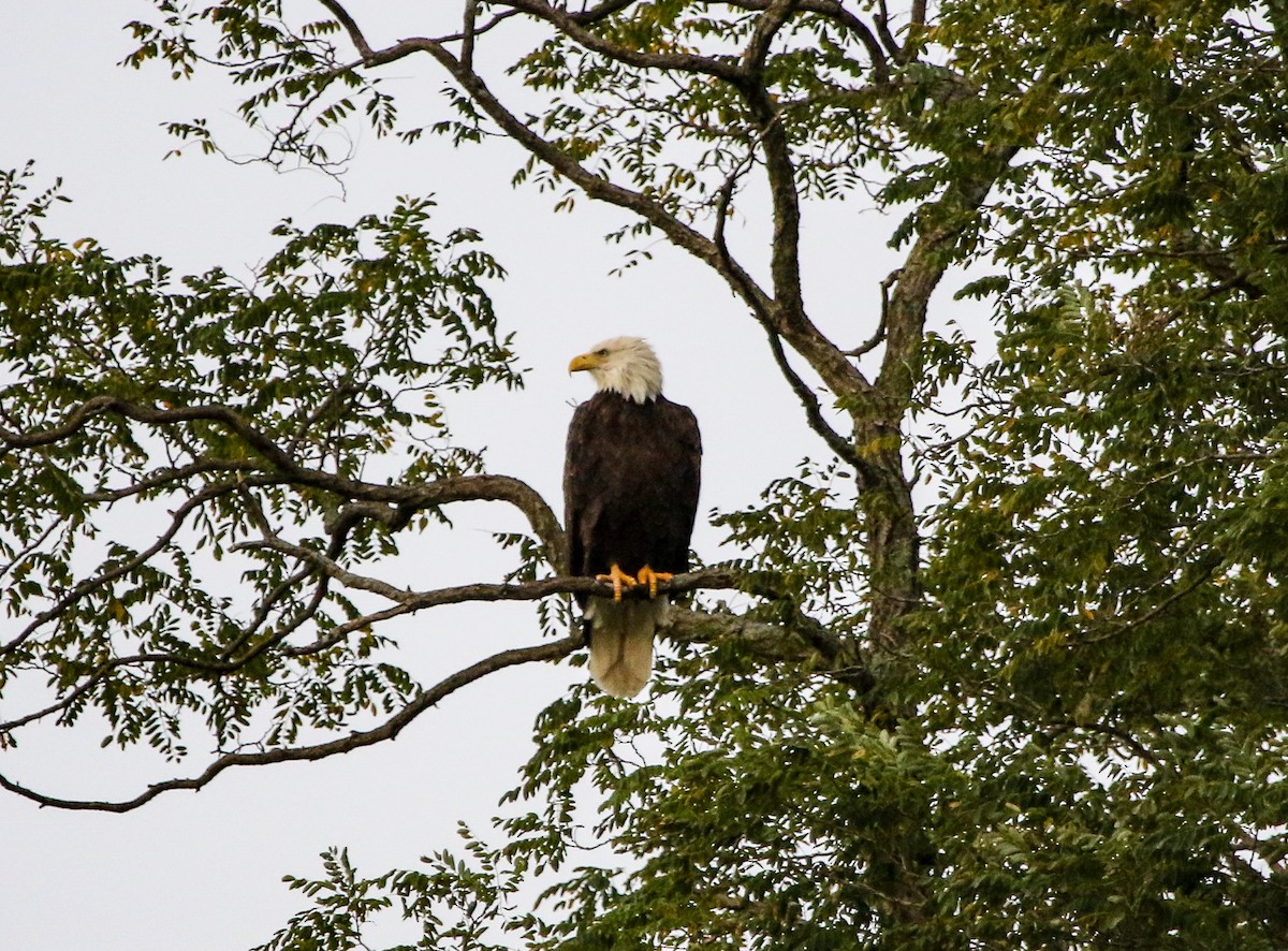 Bald Eagle - ML610836041