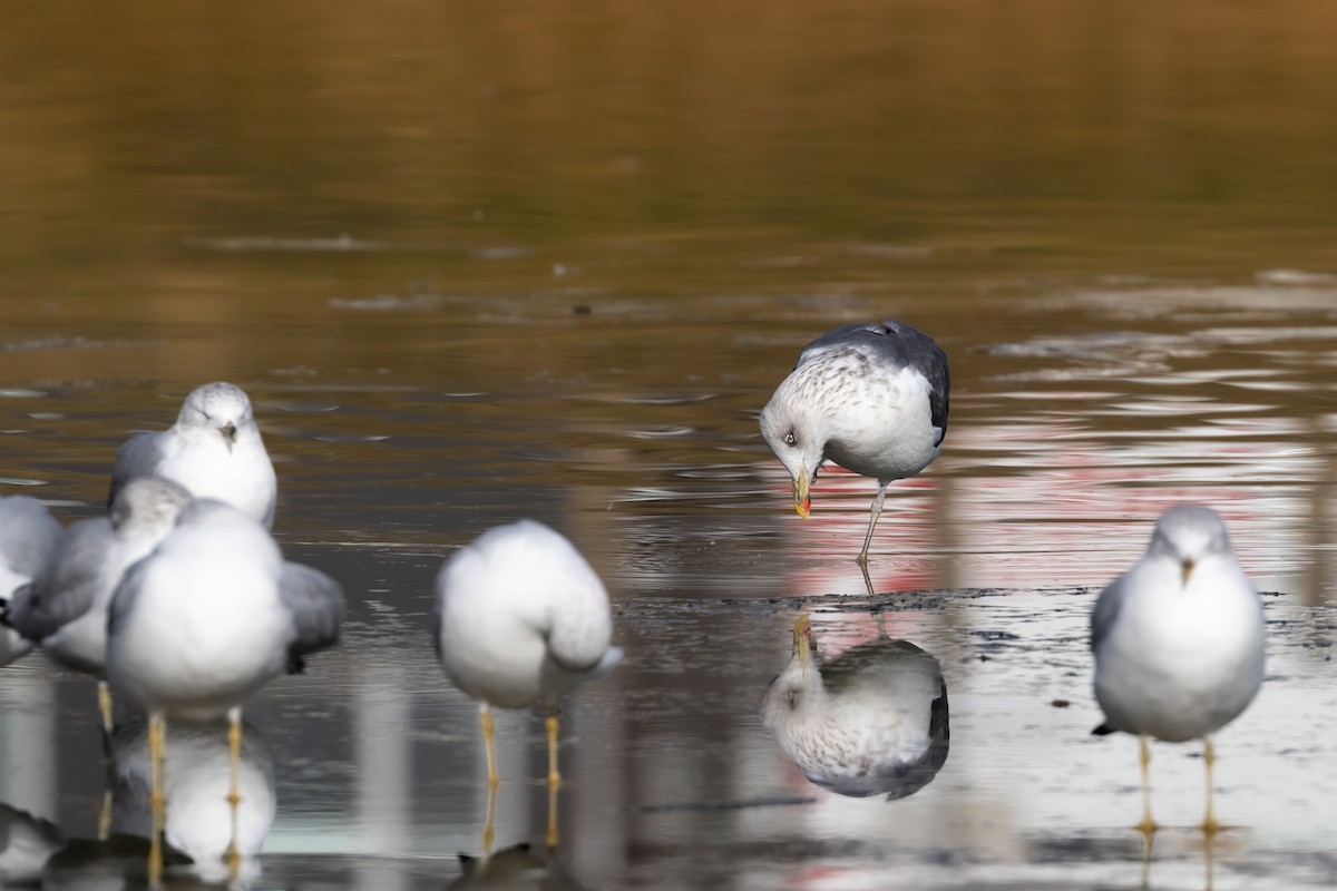 Lesser Black-backed Gull - ML610836185