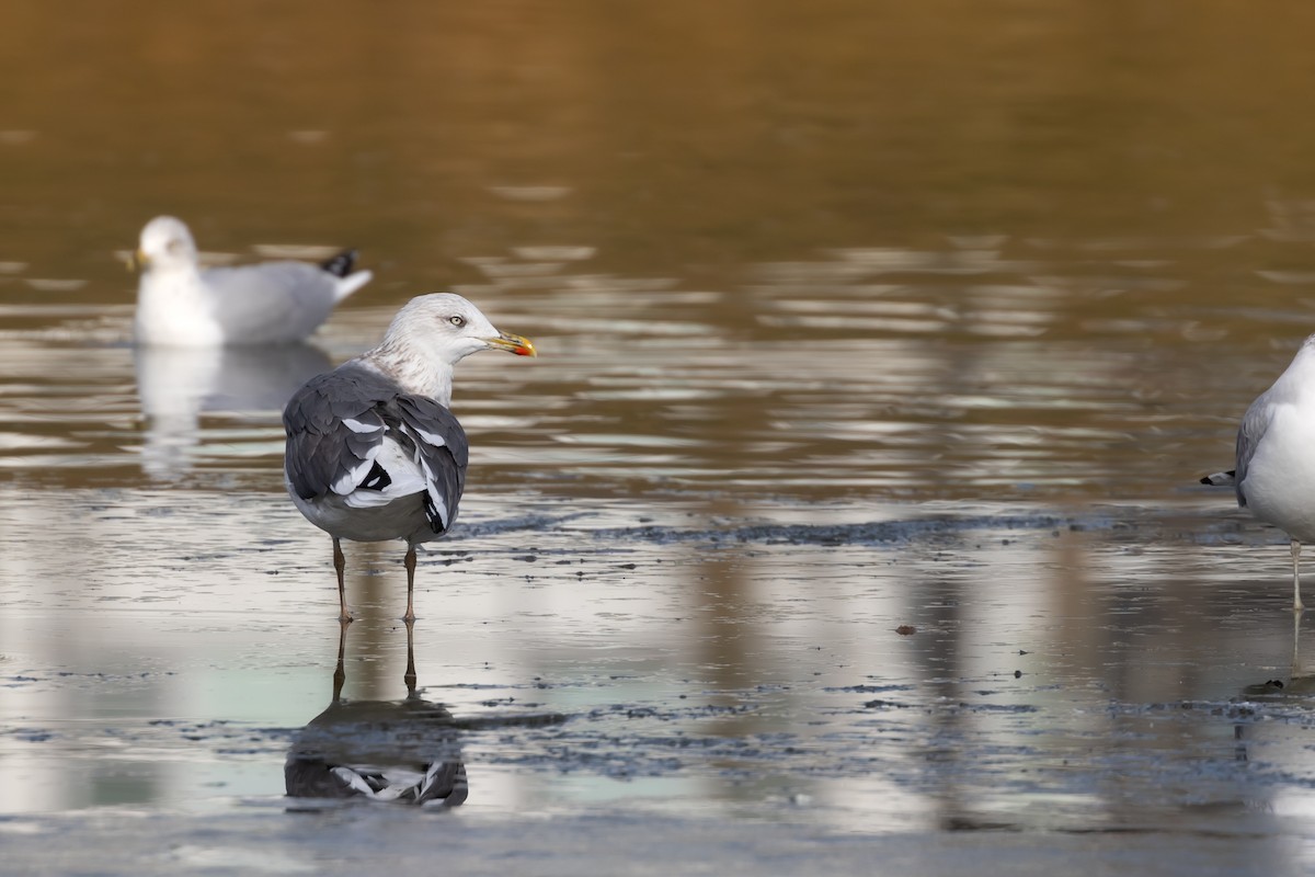 Lesser Black-backed Gull - ML610836186