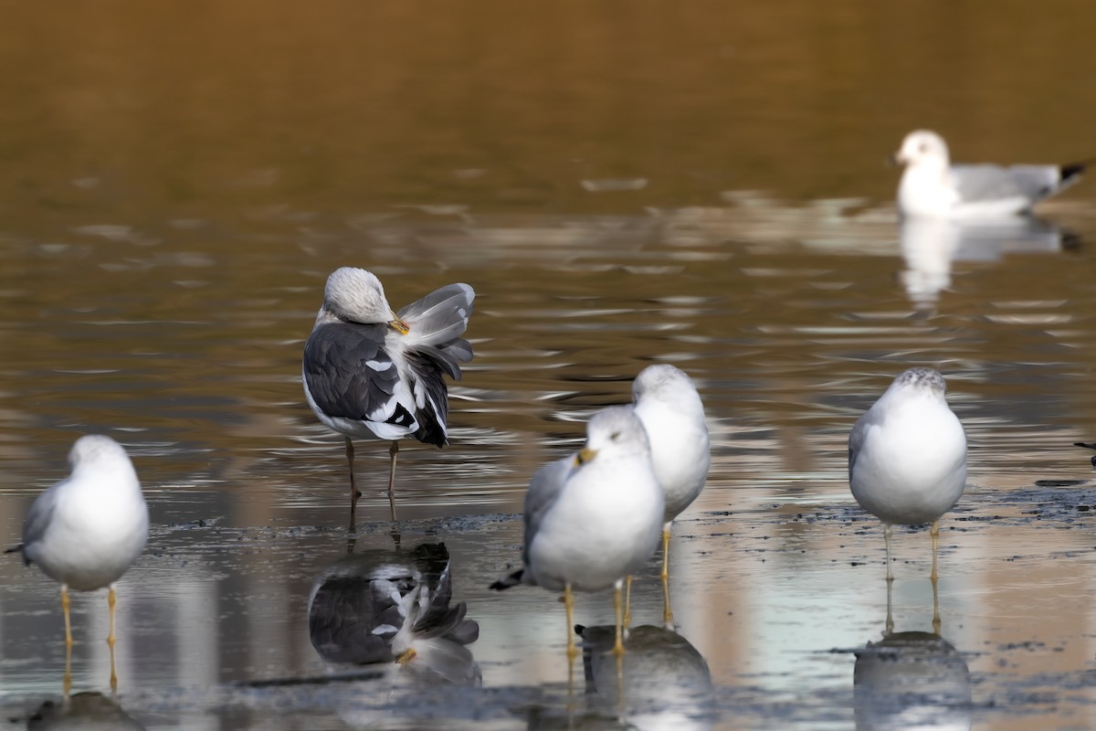 Lesser Black-backed Gull - ML610836193