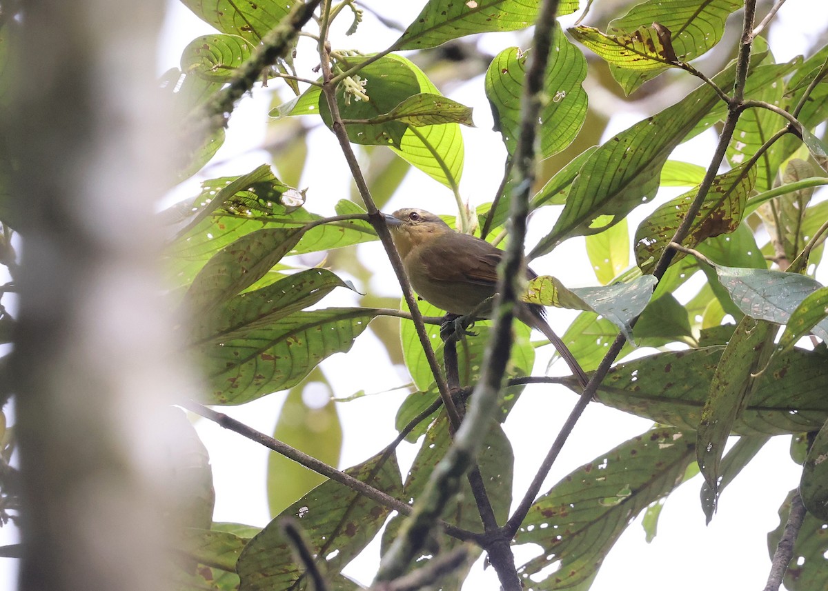 Rufescent Antshrike - Brendan Ryan