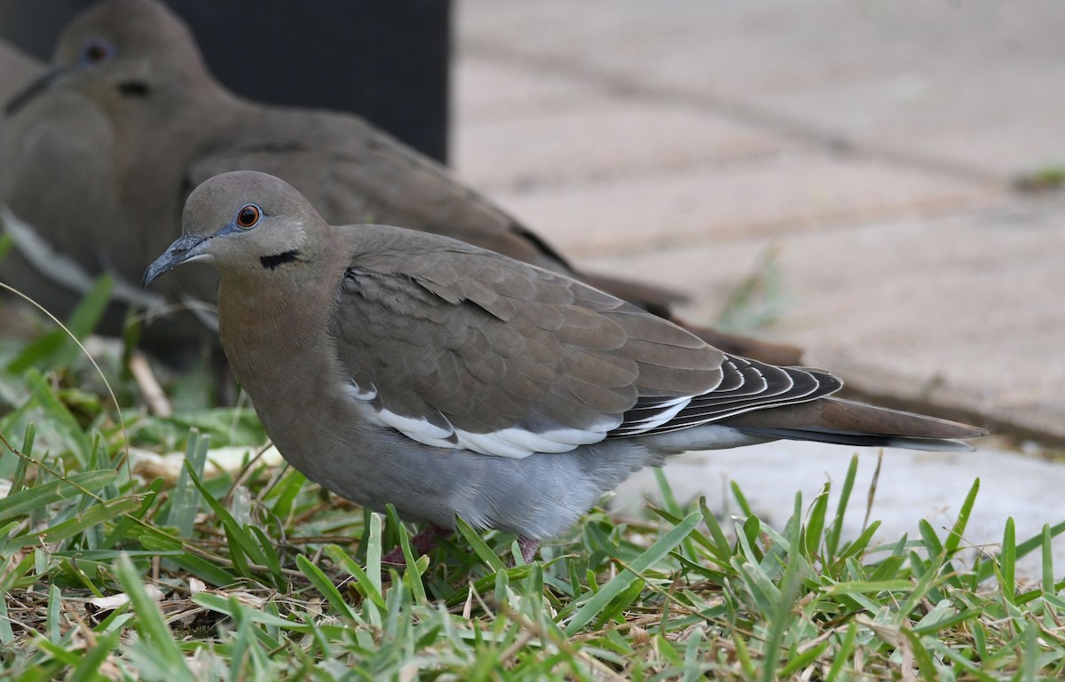 White-winged Dove - ML610836370