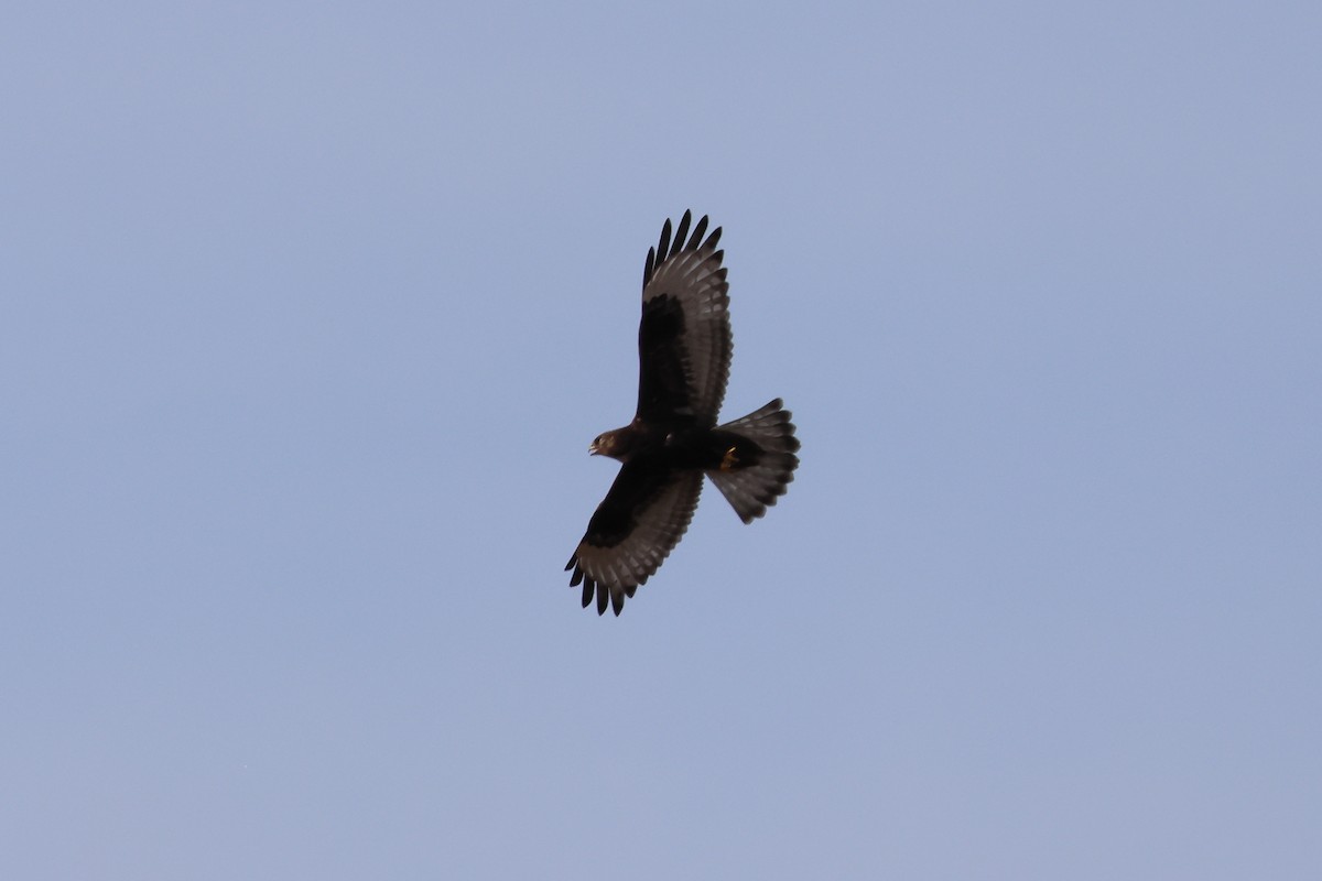 Rough-legged Hawk - Matt Whitbeck