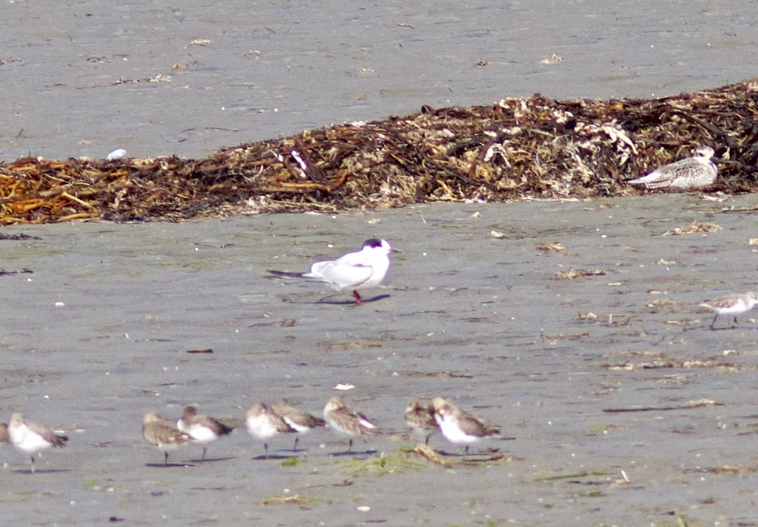 Common Tern - ML610836526