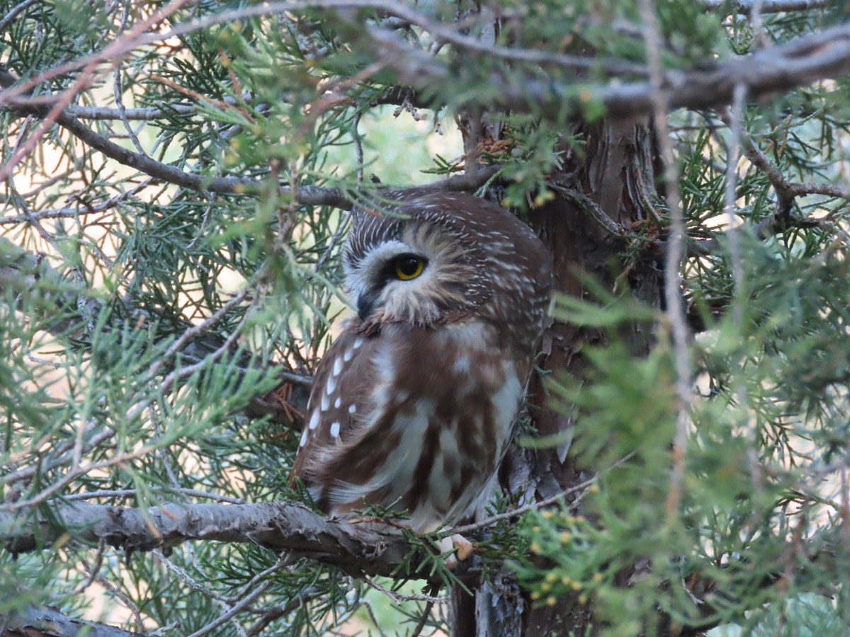 Northern Saw-whet Owl - ML610836624