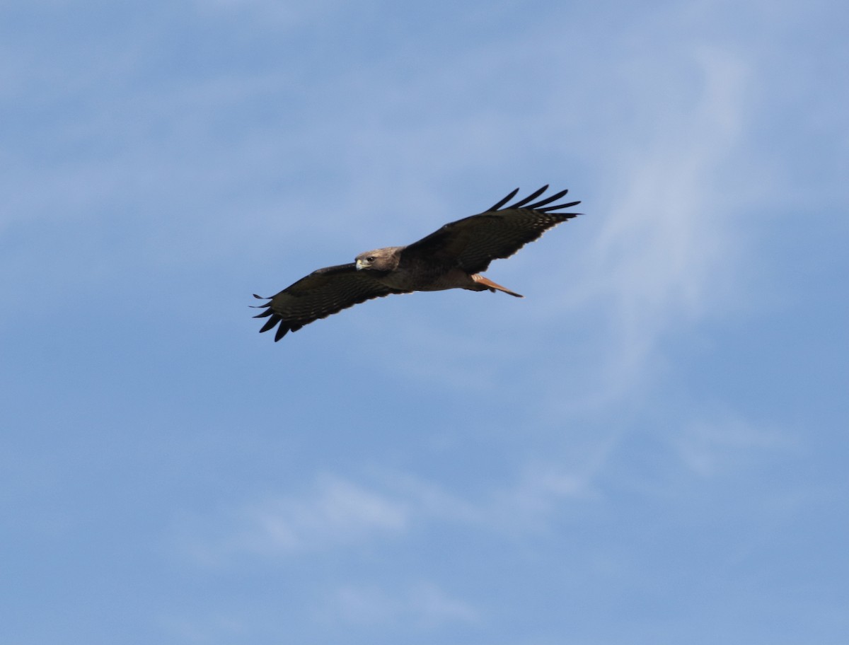 Red-tailed Hawk - ML610836690