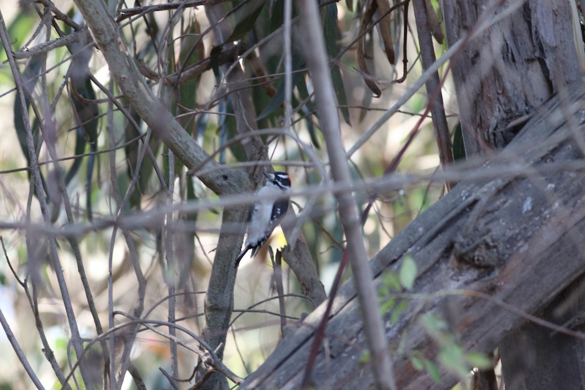 Downy Woodpecker (Pacific) - ML610836742