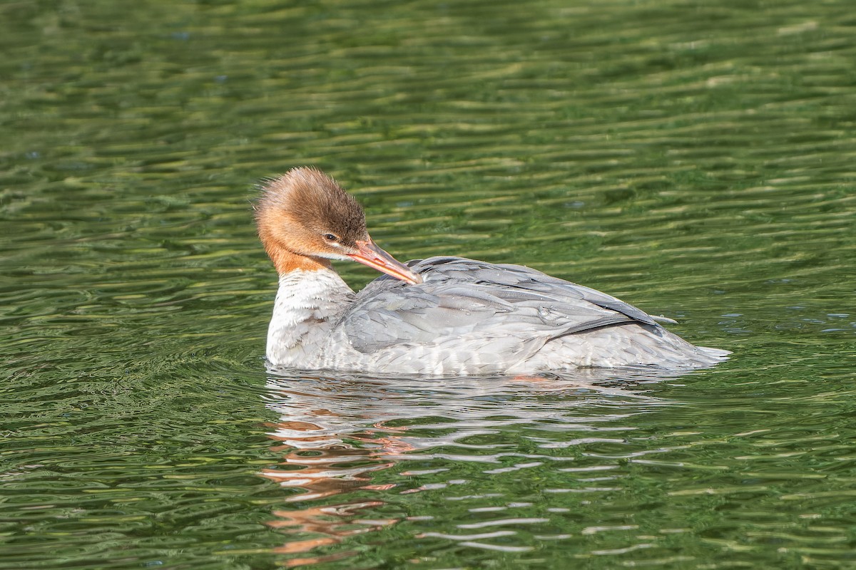 Common Merganser - ML610836768