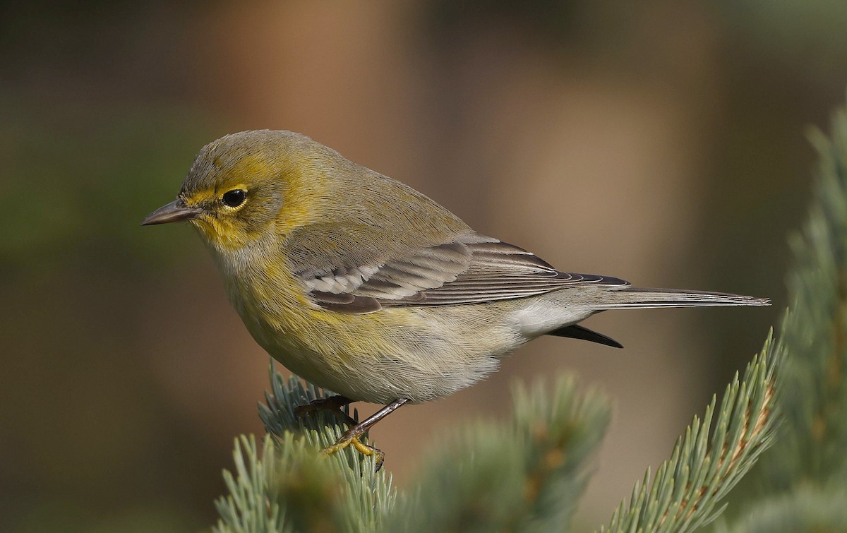 Pine Warbler - ML610836875