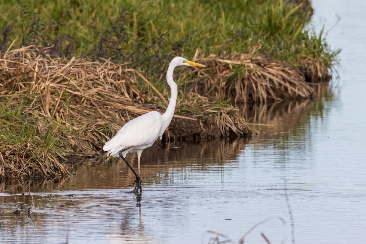 Great Egret - ML610836882