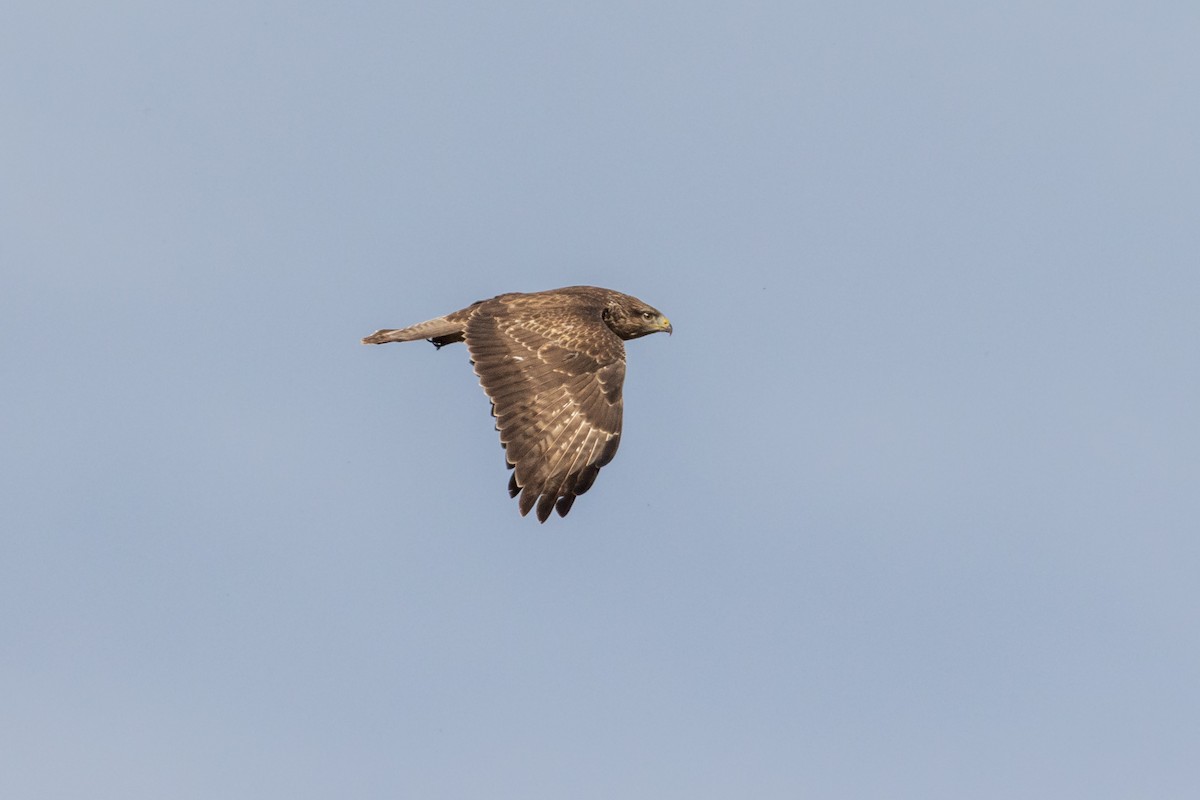 Common Buzzard - ML610836991